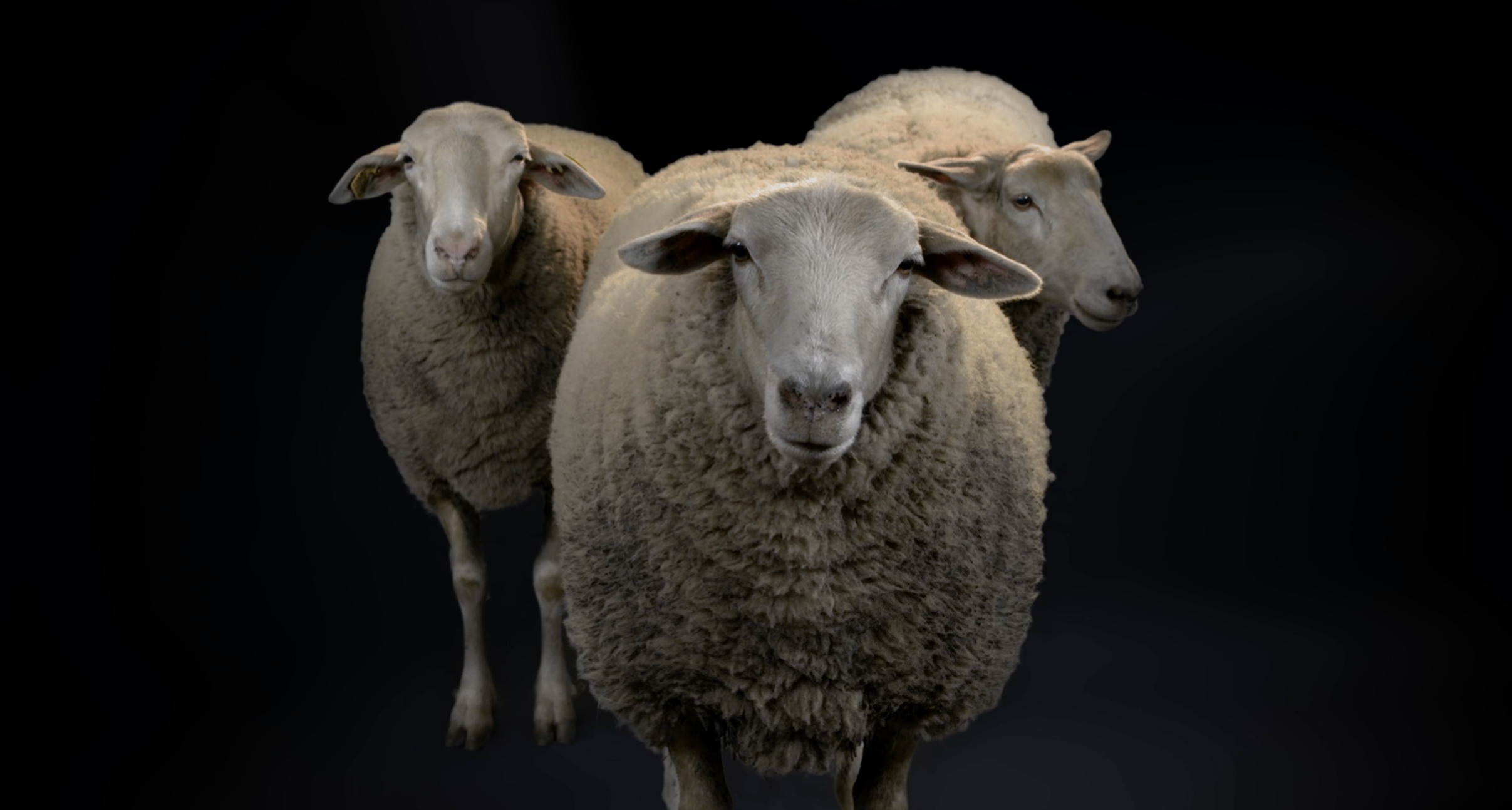 Pas si bêtes, les animaux